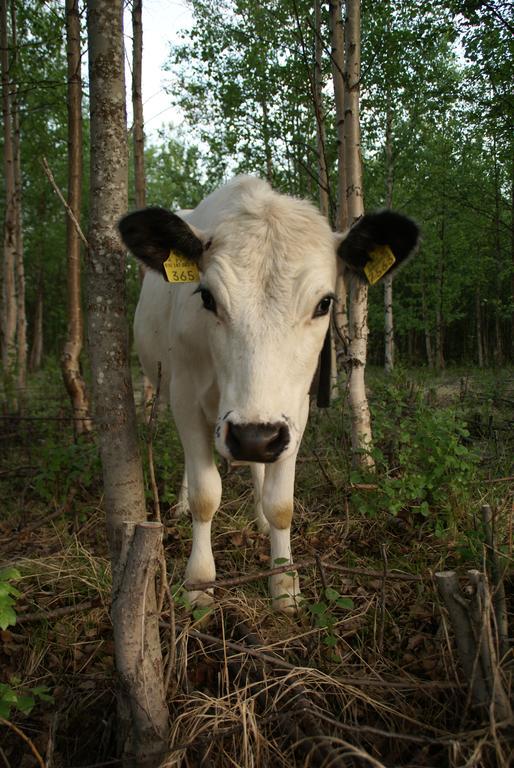 فيلا Heidin Mummola Farm بيللو المظهر الخارجي الصورة